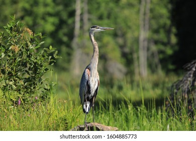 Great Blue Heron standing on a rock in a marsh in Quebec, Canada.