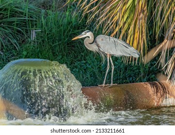 A Great Blue Heron Standing On A Wastewater Management Overflow Pipe