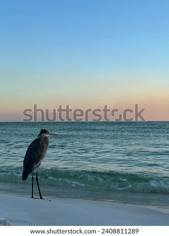 Great blue heron standing on the shoreline with Gulf of Mexico Florida sunset sky background
