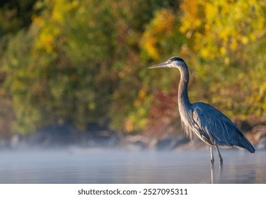 A great blue heron standing in a shallow pond with low hanging fog on the water and fall colors on the trees in the background at sunrise in Autumn - Powered by Shutterstock