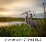 Great blue heron standing in tall grass waiting to feed