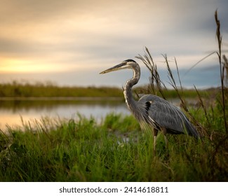 Great blue heron standing in tall grass waiting to feed