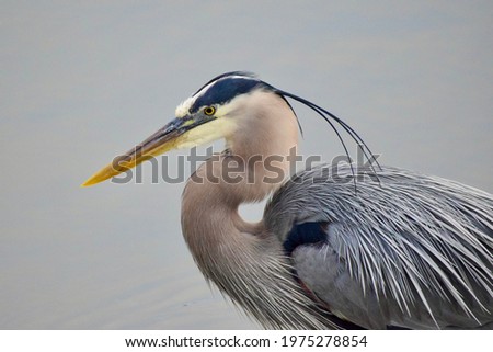 A Great Blue Heron standing in the water.