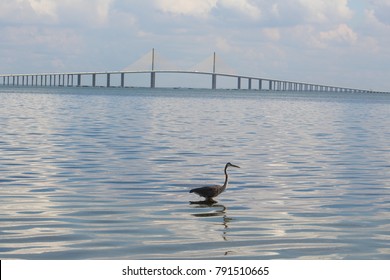 Great blue heron standing in wavy rippling ocean water with Sunshine Skyway bridge in the background and clouds