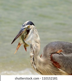 A Great Blue Heron Swallowing A Pinfish Whole