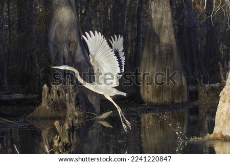 Great blue heron takes flight in the Louisiana bayou swamp with a trail of water droplets from feet and showing large wingspan and coloured markings against a backdrop of bald cypress trees