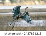 A great blue heron takes off from a wetlands area.