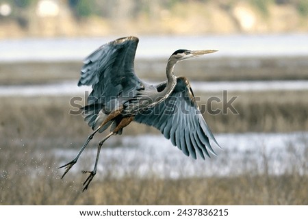 A great blue heron takes off from a wetlands area.