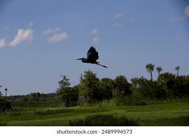 Great blue heron taking flight at Orlando Wetlands Park - Powered by Shutterstock