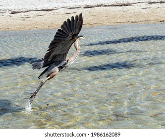 Great Blue Heron Taking Off From Water With Full Wing Span