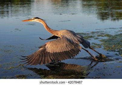 1,475 Heron take off Images, Stock Photos & Vectors | Shutterstock