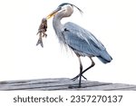 Great Blue Heron: A tall wader known for its patient fishing.