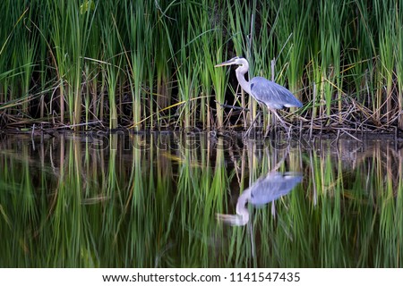 Great Blue Heron.  This beautiful bird hunts with his reflection in the water along the banks of the South River in Edgewater, Maryland.