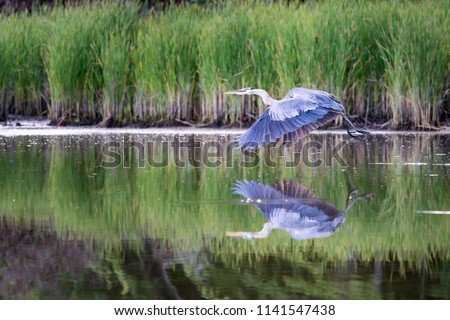 Great Blue Heron.  This majestic bird floats above its own reflection in the water as it flies effortlessly along the banks of the South River in Edgewater, Maryland.