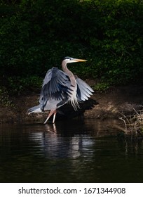 Great Blue Heron Tries Out Some New Moves In Tulpehocken Creek