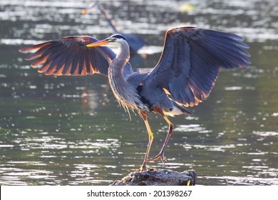 Great Blue Heron, Victoria, BC, Canada