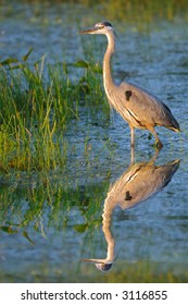 Great Blue Heron Wades In Florida Wetland Marsh Pond