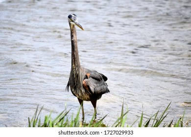 Great Blue Heron Wades In The Mad River