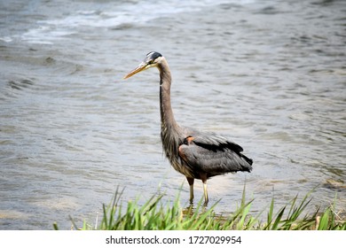 Great Blue Heron Wades In The Mad River