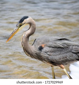 Great Blue Heron Wades In The Mad River