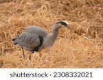 Great Blue Heron wading through a grassy marsh