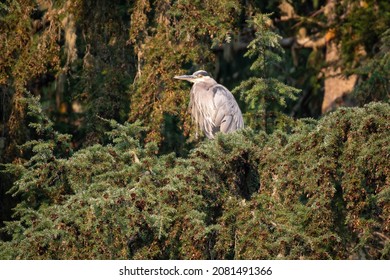 A Great Blue Heron In A Western Hemlock Tree