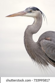 Great Blue Heron In The Wild, Florida Coastline