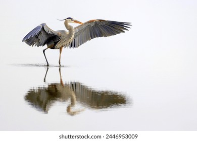 Great Blue Heron with wing span with reflection - Powered by Shutterstock