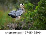 Great Blue Herons (Ardea herodias) standing in the nest. It is the largest North American heron.