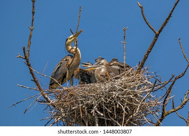 2,520 Heron chick Images, Stock Photos & Vectors | Shutterstock