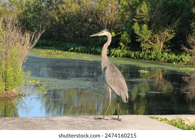 Great Blue Herons don't mind icky swamp water. Lake Apopka