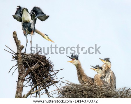The great blue herons in the nest