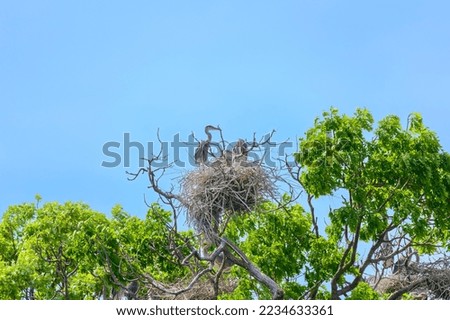 Great Blue Herons on a nest at Metropark, near Milford, Michigan.