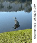 Great Blue Herons Wading in Lagoon