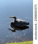 Great Blue Herons Wading in Lagoon