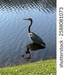 Great Blue Herons Wading in Lagoon