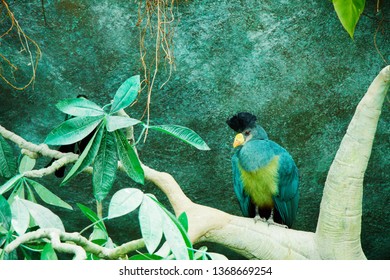 Great Blue Turaco