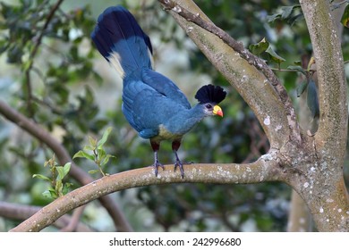 Great Blue Turaco