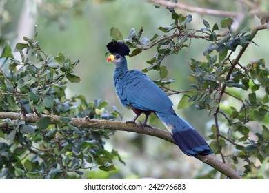 Great Blue Turaco 