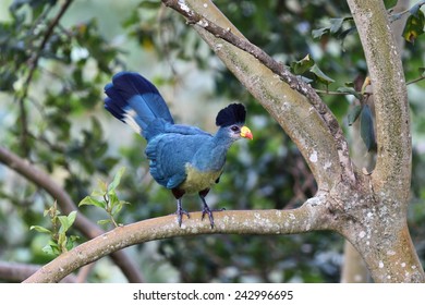 Great Blue Turaco