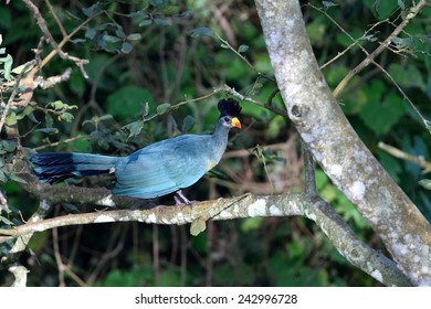 Great Blue Turaco 