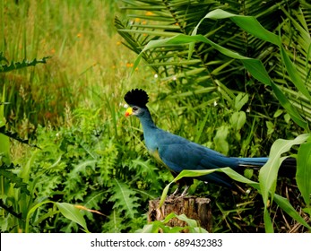 Great Blue Turaco