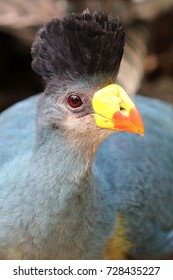 Great Blue Turaco