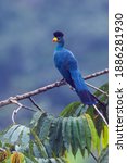 Great Blue Turaco (Corythaeola cristata) perched on a branch in canopy of a large tree in a tropical rainforest in Ghana. It is actively hunted for its meat and feathers.