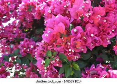 Great Bougainvillea Plant Bougainvillea Spectabilis Purplered Stock ...