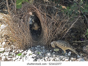 Great Bower Bird At Nest.