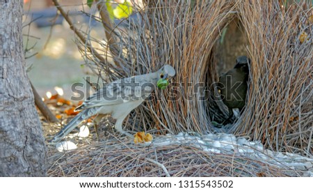 great bowerbird displays objects to another bird at its bower
