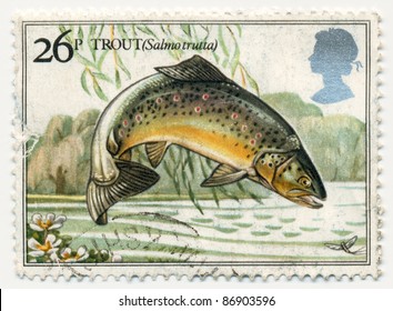GREAT BRITAIN - CIRCA 1983: A stamp printed in Great Britain shows trout (Salmo Trutta), series River Fish, circa 1983