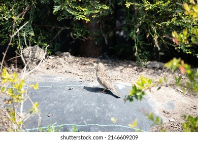 Great British Garden Birds Spring