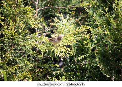 Great British Garden Birds Spring